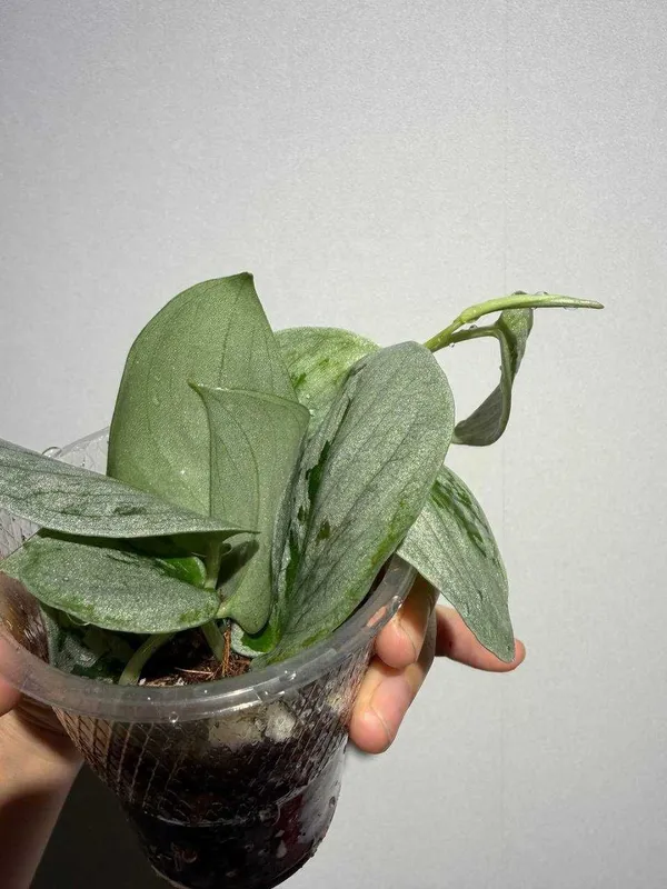 Scindapsus Silver Ann 5