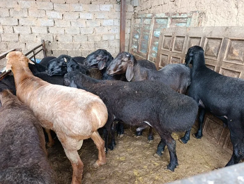 Qoʻchqorla sotiladi