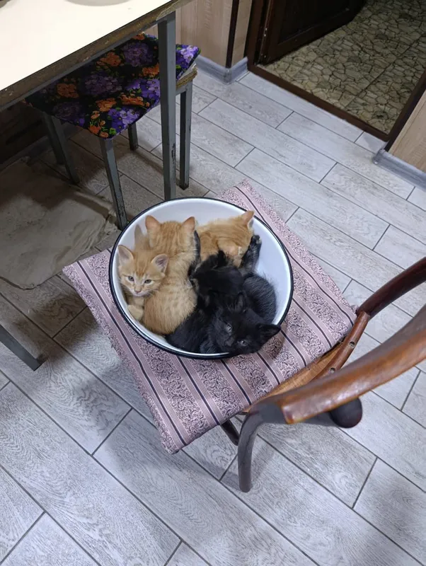 Отдам котят в хорошие руки