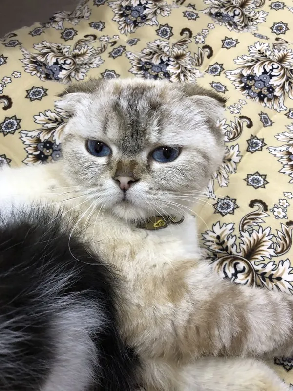 Mushuk sotiladii