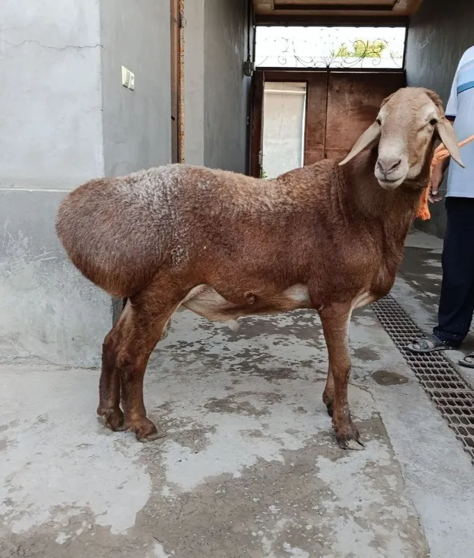 Arashan qo'chqor sotiladi 1 Arashan qo'chqor sotiladi 1