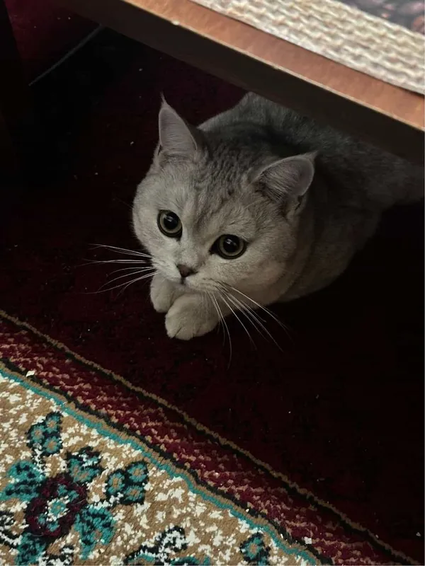 Кошка шиншила вязка