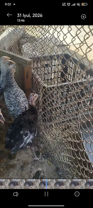Sotiladi joʻjalar 2 Sotiladi joʻjalar 2