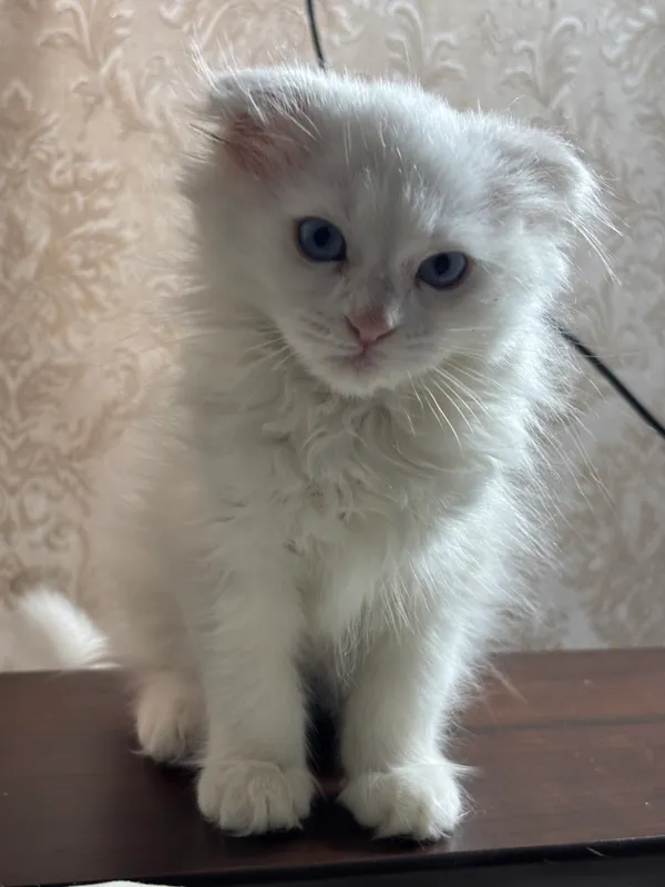 Вислоухий котенок — фото 4