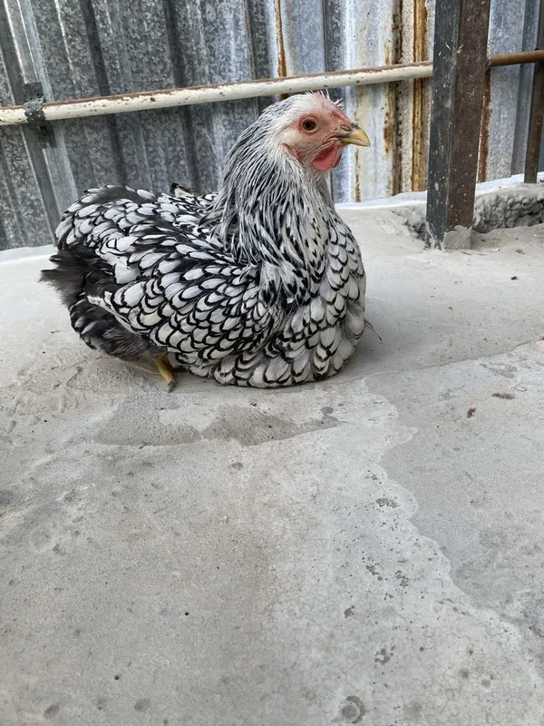 Viandot silver tovuq sotuvda, виандот серебро 2 Viandot silver tovuq sotuvda, виандот серебро 2