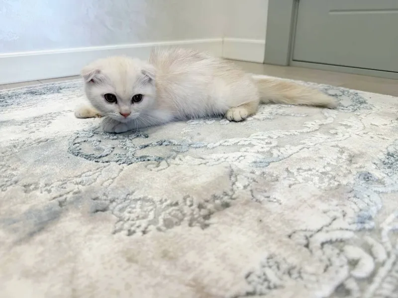 Scottish Fold