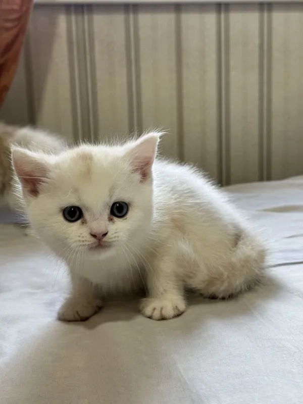 Котята Британская короткошерстная — фото 3