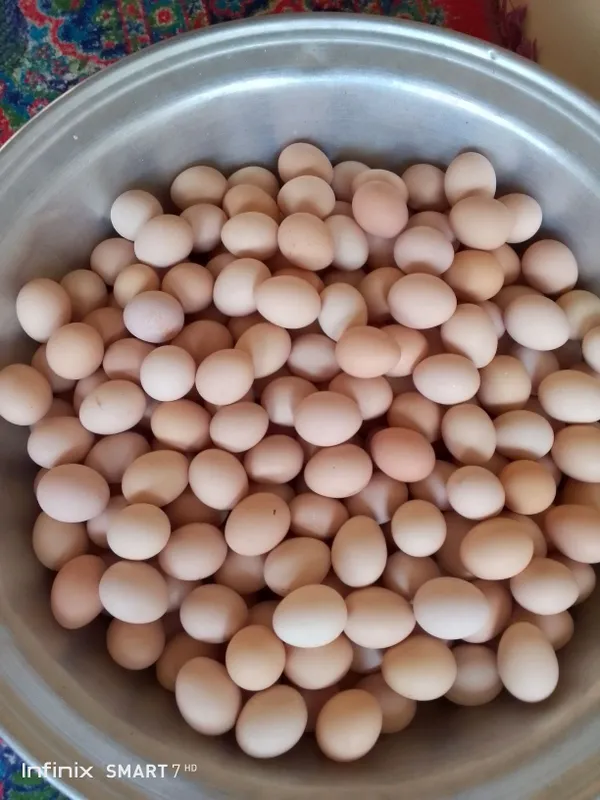 Uy sharoitida boqilga tovuq tuxumi bor — фото 6