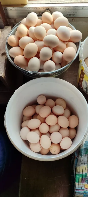 Продаются Домашние яйца — фото 1
