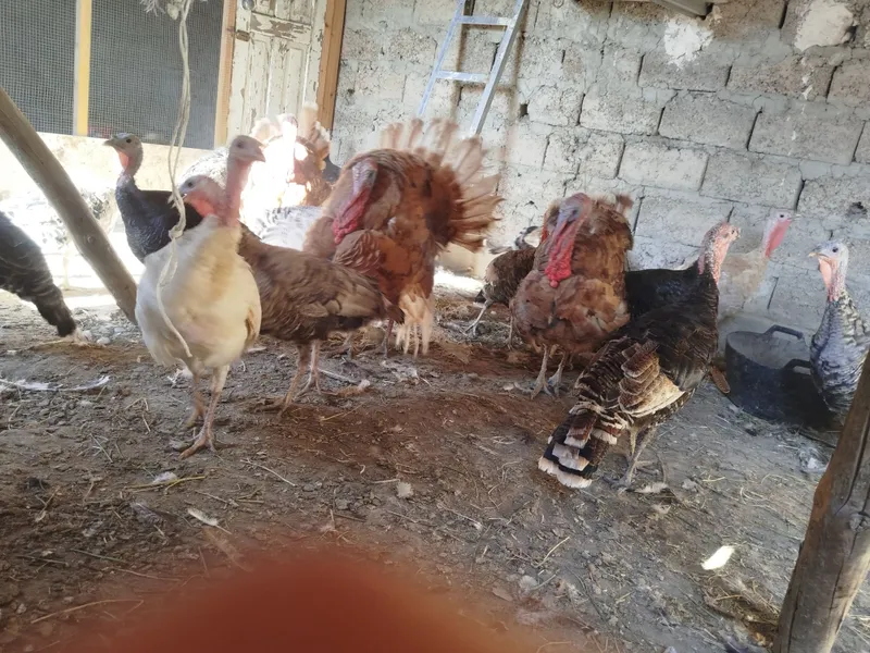 Kurkalar sotiladi 6 Kurkalar sotiladi 6