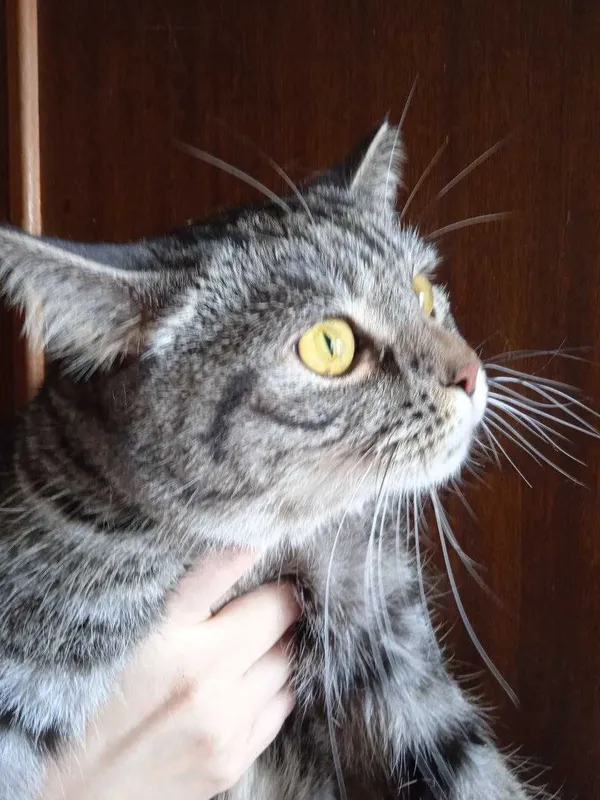 Кот британец -шиншила, кастрат 1 год.