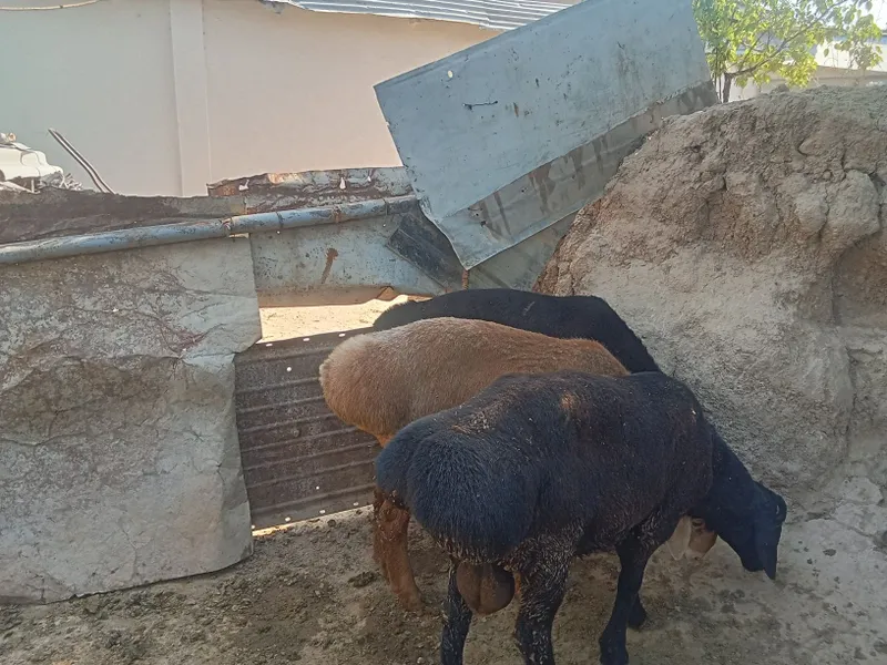 Qo'ylar Sotiladi 3 Qo'ylar Sotiladi 3