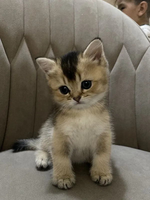 Продам Британские котята шиншилла — фото 4 Продам Британские котята шиншилла — фото 4