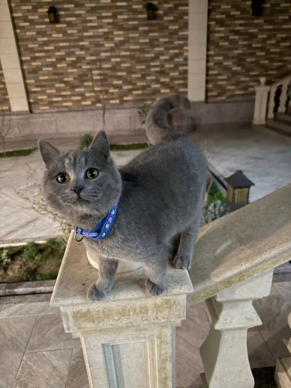 Британская короткошёрстная кошка — с домиком