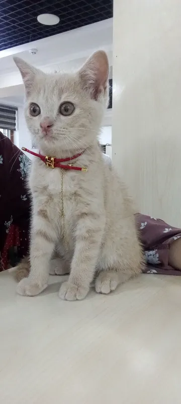 Sofi mushug Sofi mushug