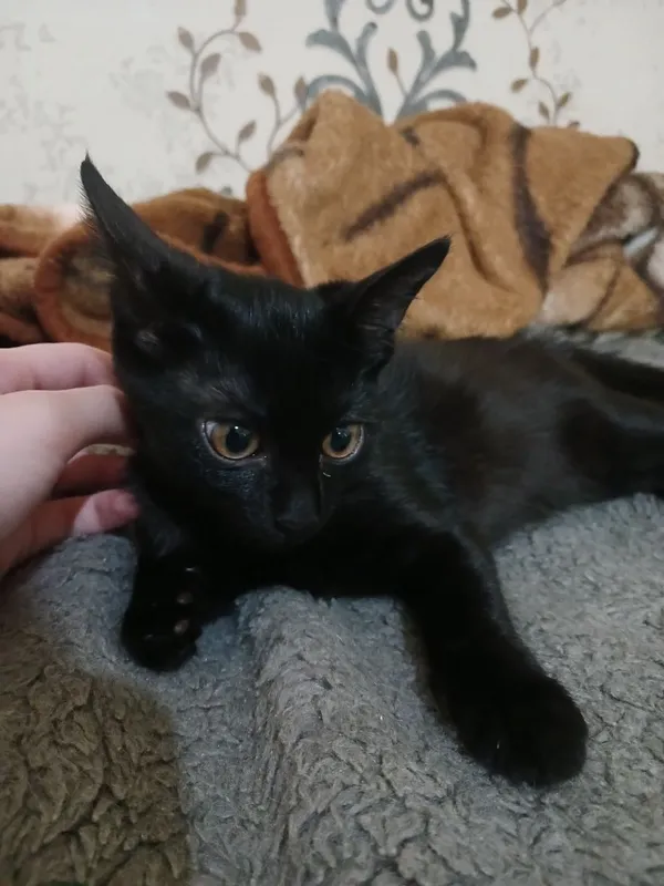 Котёнок черненький 1 Котёнок черненький 1