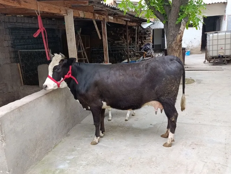 gibirt 1chi qoringa yegi tuqan 8litir suti bor bolasi gʻunojin — фото 3