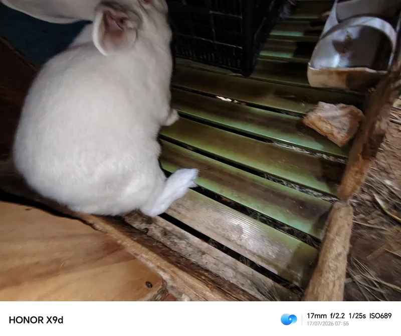 hikol quyonlari sotuvda 2 hikol quyonlari sotuvda 2