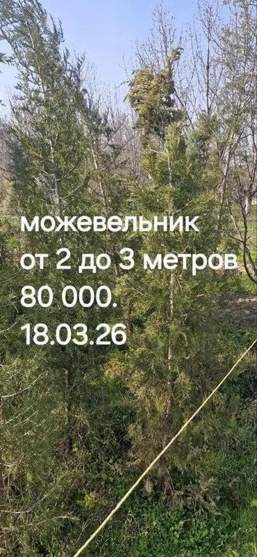 Дерево Можжевельник 2/3 метра
