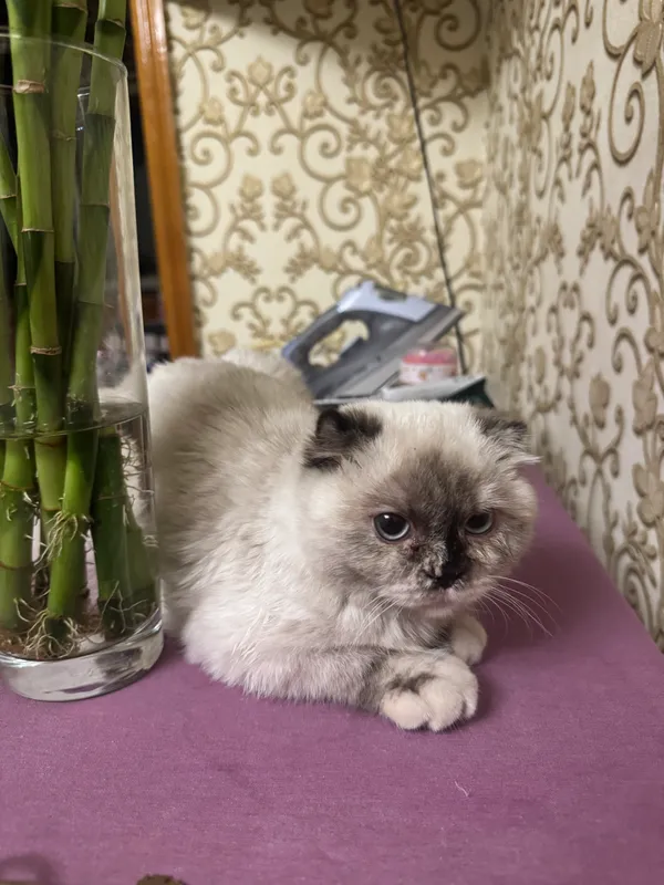 Кошка продается породистая — фото 2