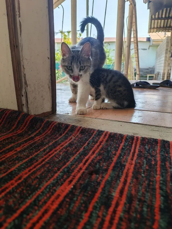 Кошка с котёнком, мать и дочь 4 Кошка с котёнком, мать и дочь 4