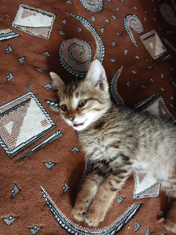 Mehrli qullar uchun mushukcha 3 Mehrli qullar uchun mushukcha 3