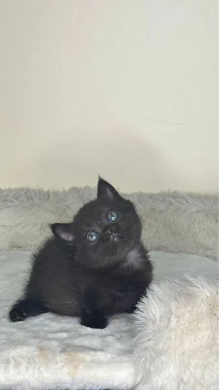 Продается Манчкин коротенькие лапки 1