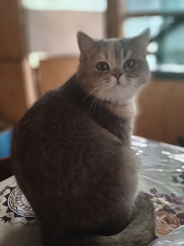 Породистые котята 6 Породистые котята 6