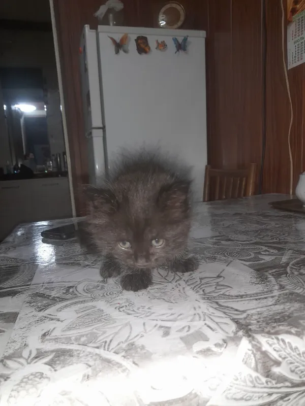 Отдам даром котят