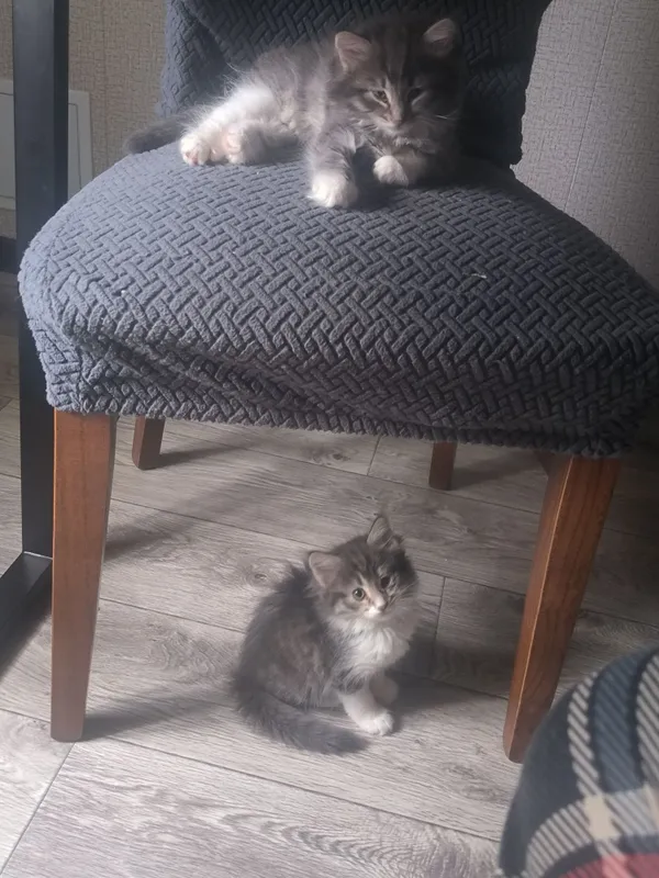 Продаются чудесные котята 4 Продаются чудесные котята 4