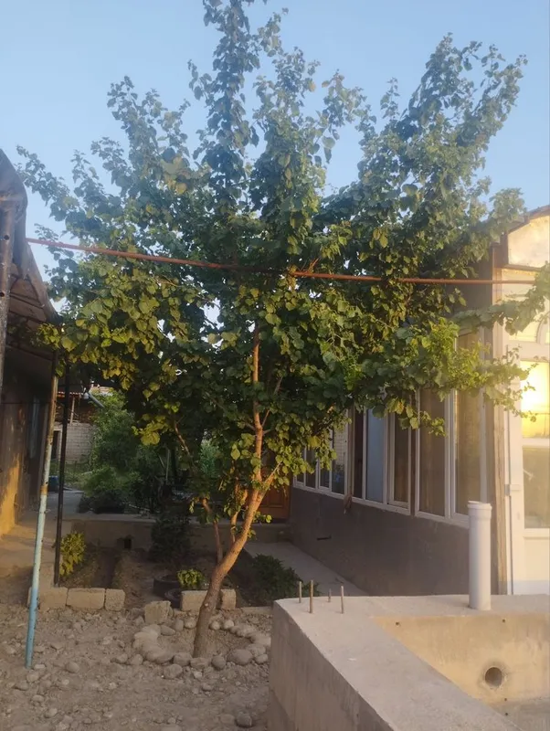 Erkin postdan 8 km hovli sotilad 1