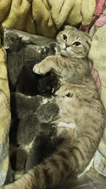 Котята породы скоттиш фолд и скоттиш страйт 2 Котята породы скоттиш фолд и скоттиш страйт 2