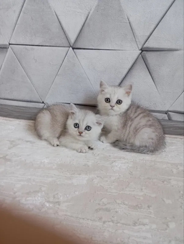 Продаю котят шиншиллы — фото 6