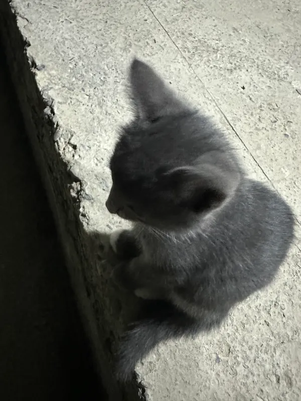 Kitty
