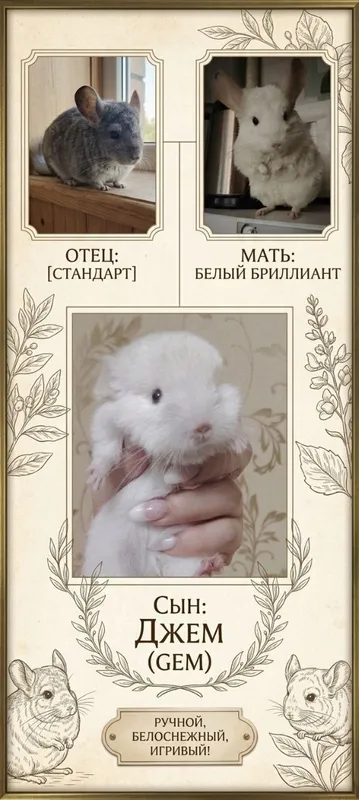 Продается Шиншилла. 2 Продается Шиншилла. 2