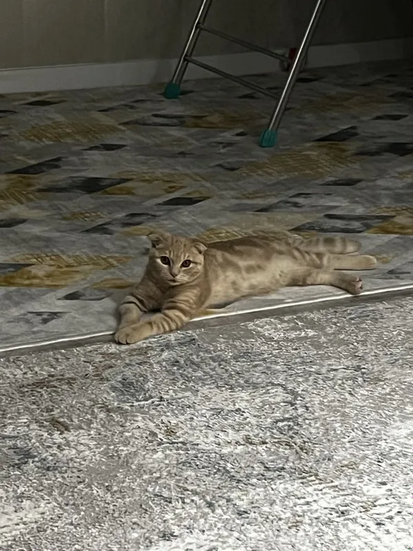шотландская вислоухая кошка — фото 1