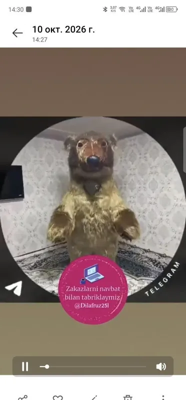 Ayiqlar sotiladi holati zur 2