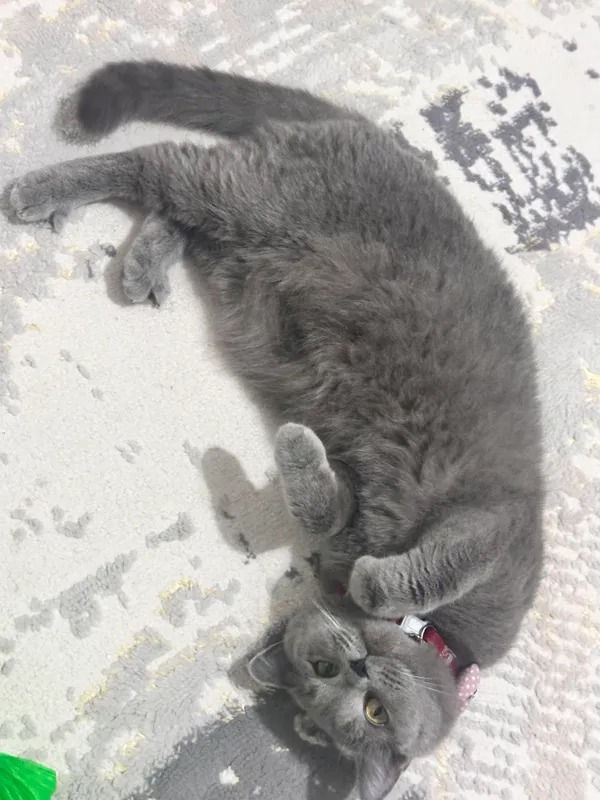 Mushuk british shorthair
