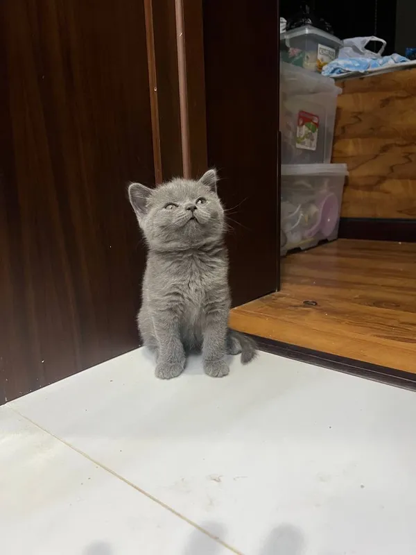 British Shorthair / Scottish Straight mushukchalari sotiladi