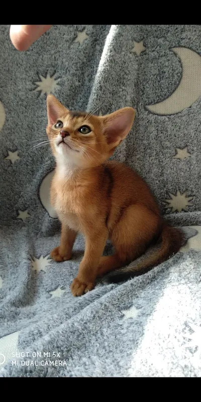 Продается котёнок — фото 5