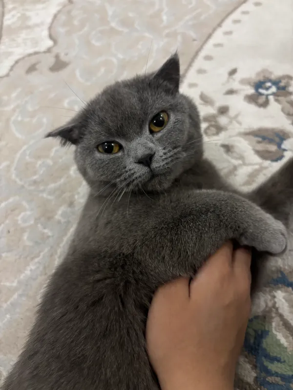 Кошка