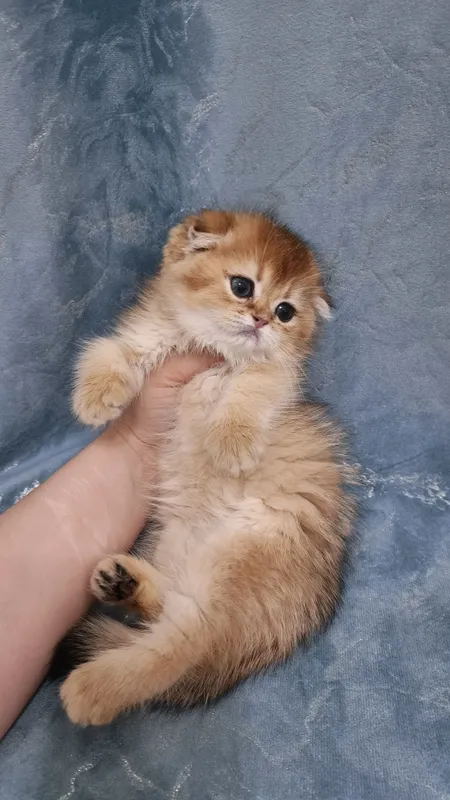 Продаётся чистокровный шотландский котёнок скоттиш-фолд — фото 1