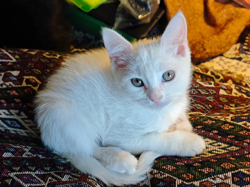 Белого котёнка в добрые руки! 6