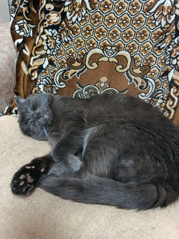 продаётся Кот Шатланский породы скотиш фолт — фото 2