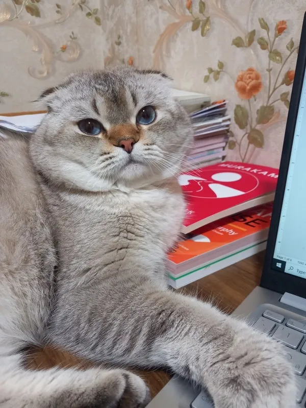 Ищем кошку для вязка 3 Ищем кошку для вязка 3