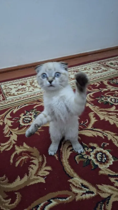 (Scottish Fold) Mushuk Sotiladi. — фото 3