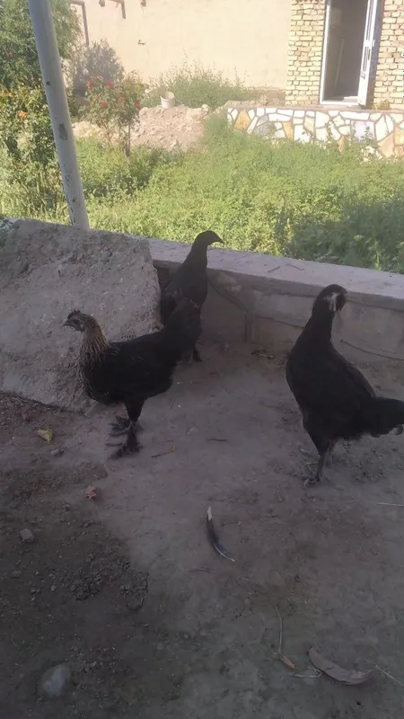 Qora tovuqlar sotiladi 2 Qora tovuqlar sotiladi 2