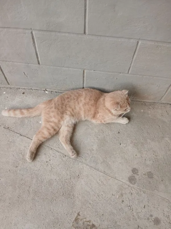 Mushuk sotiladi, scottish fold zotli, tahminan 2 yosh 3