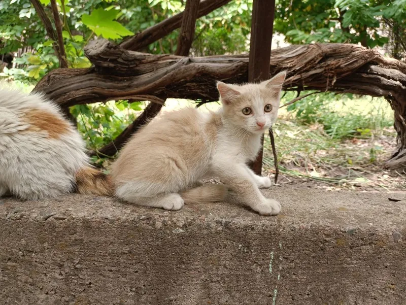 Отдам котенка, мальчик — фото 4