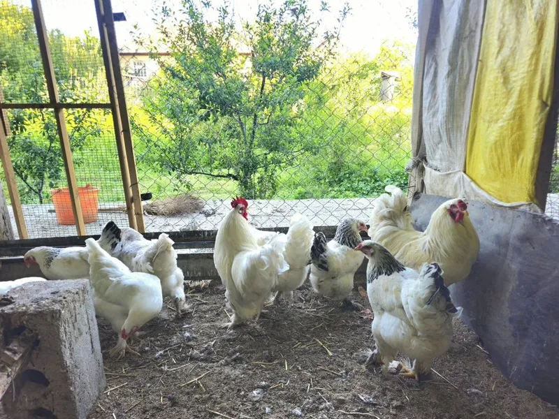 Oppoq Brama tovuqlari tuxumi sotiladi — фото 2